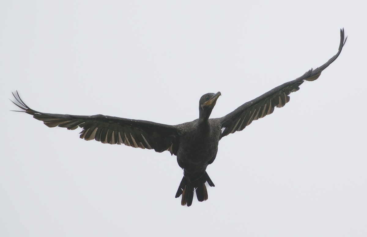 Neotropic Cormorant - A Birder