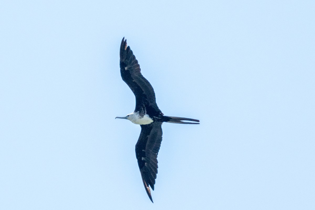 Magnificent Frigatebird - ML619310466