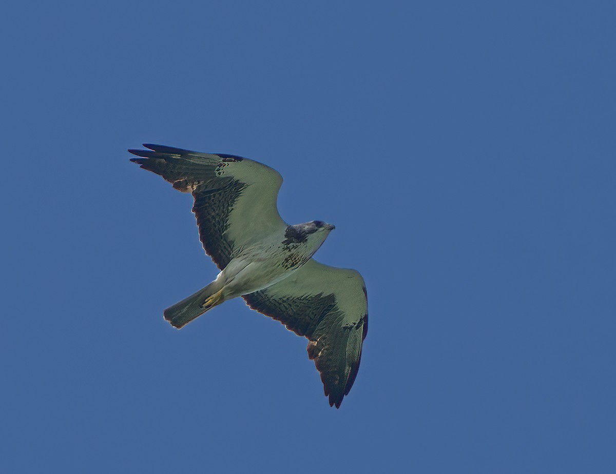 Swainson's Hawk - A Birder