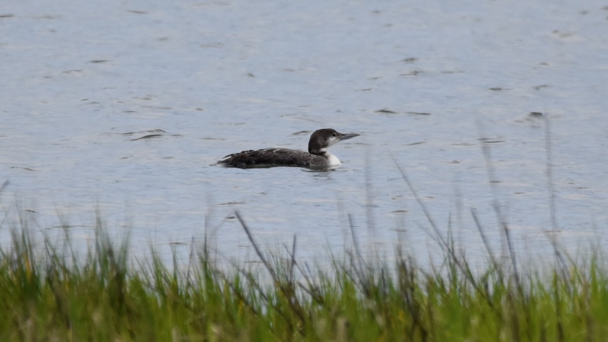 Common Loon - Mark Koten