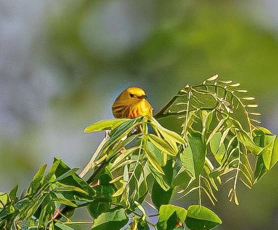 Yellow Warbler - Guy DiRoma