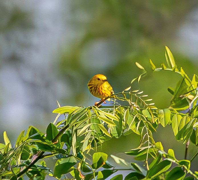 Paruline jaune - ML619310489