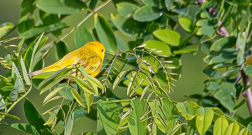 Yellow Warbler - Guy DiRoma