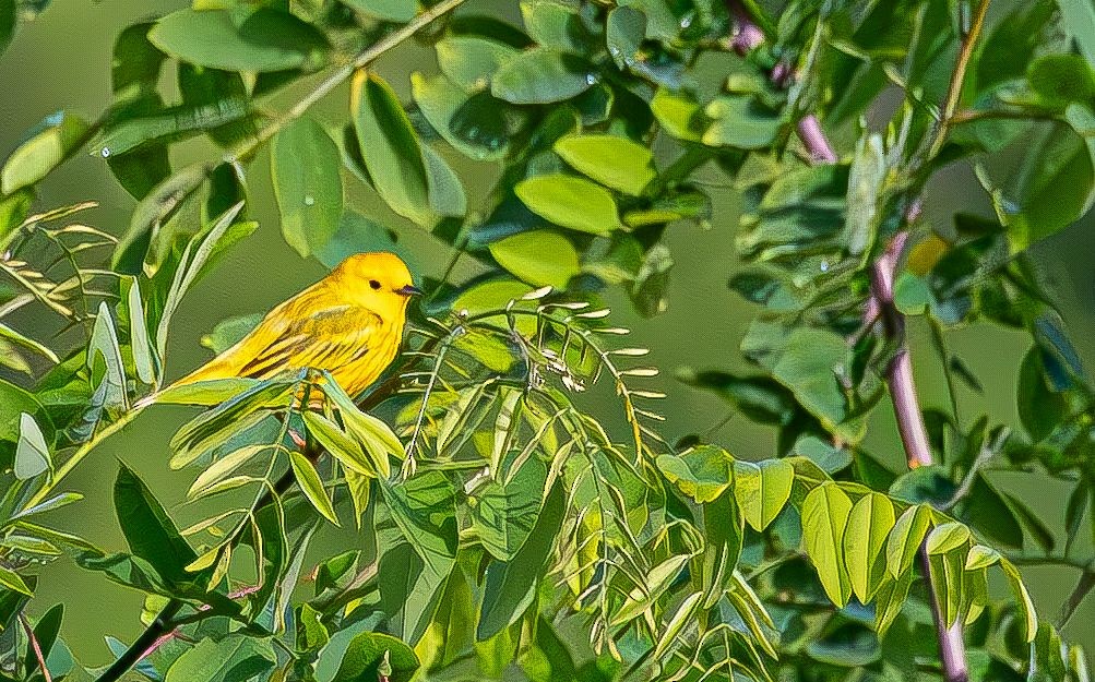 Yellow Warbler - ML619310491