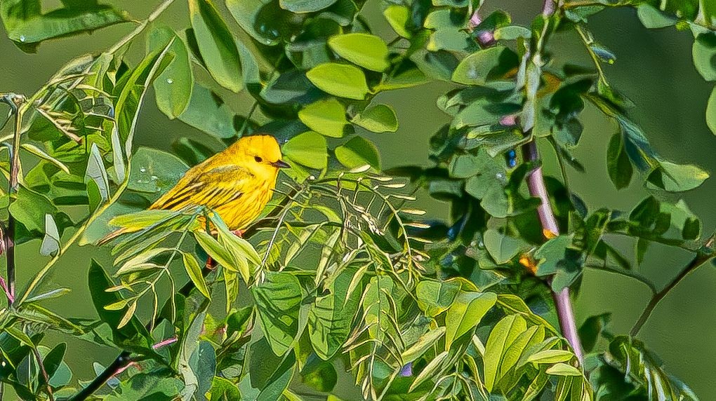 Yellow Warbler - ML619310492