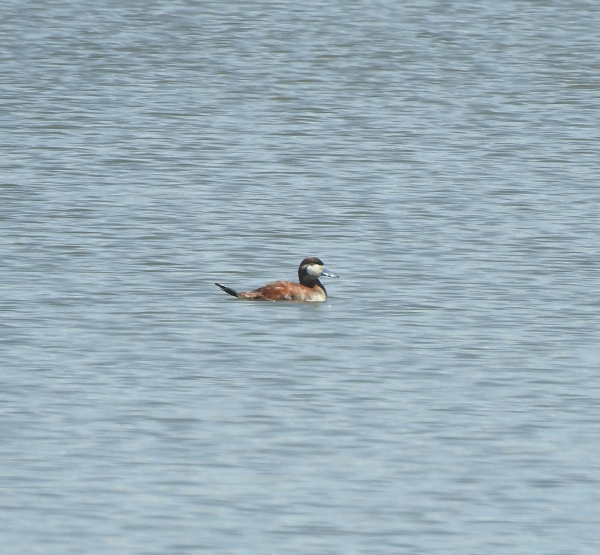 Ruddy Duck - ML619310495