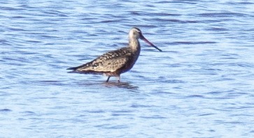 Hudsonian Godwit - Jim Wilson