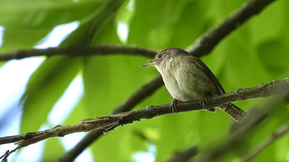 House Wren - Sunil Thirkannad