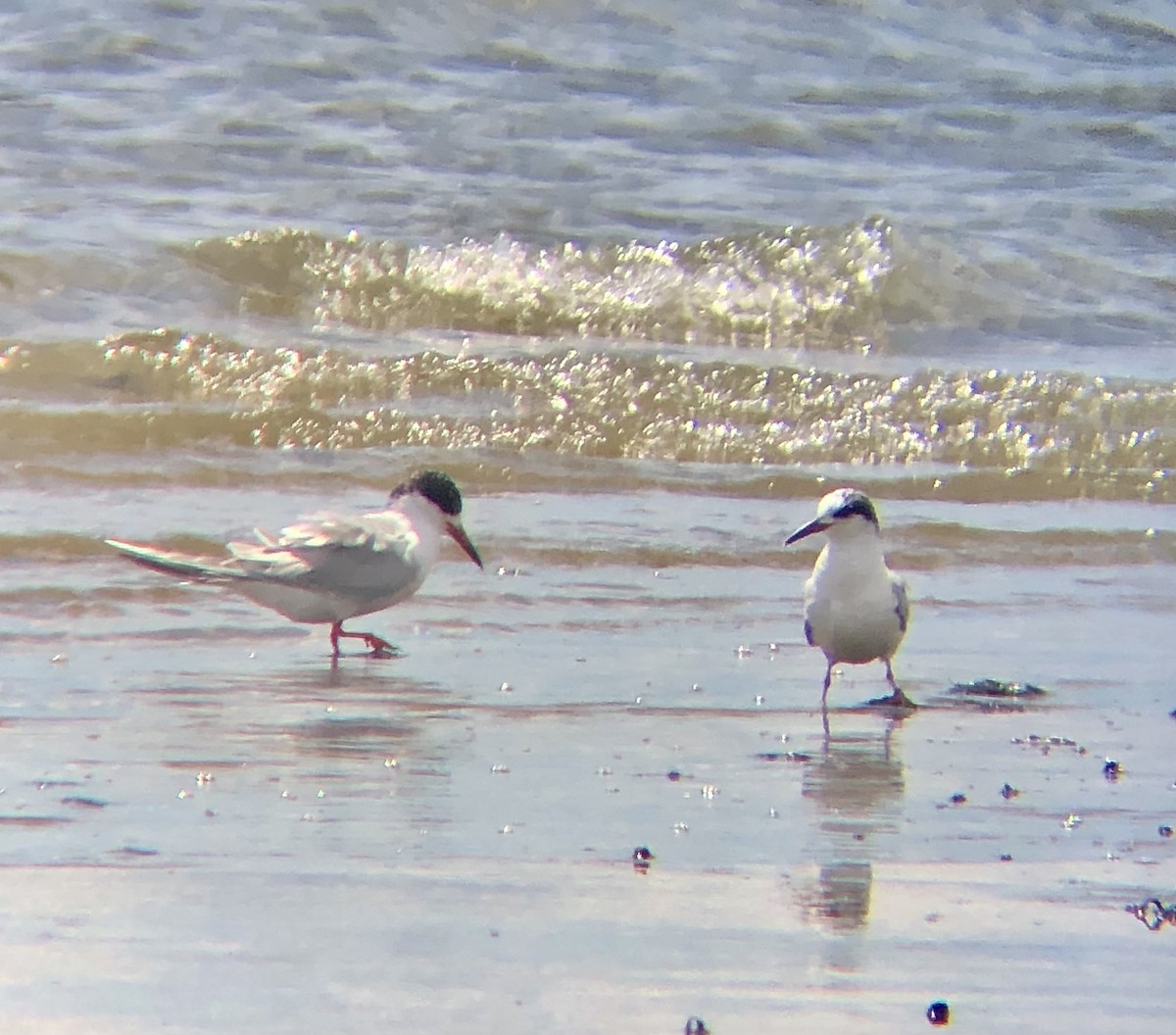 Forster's Tern - KZ F