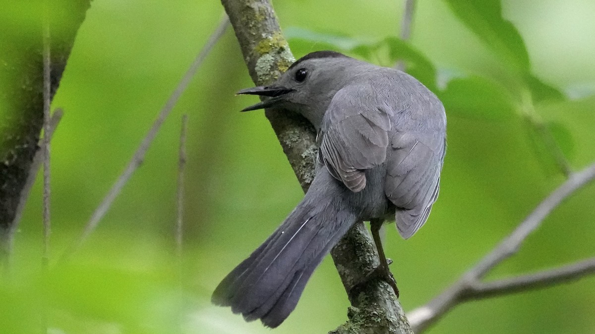 Gray Catbird - Sunil Thirkannad