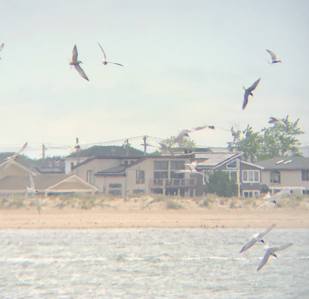 Common Tern - ML619310553