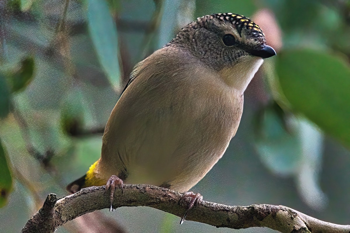 Pardalote Moteado (punctatus) - ML619310559