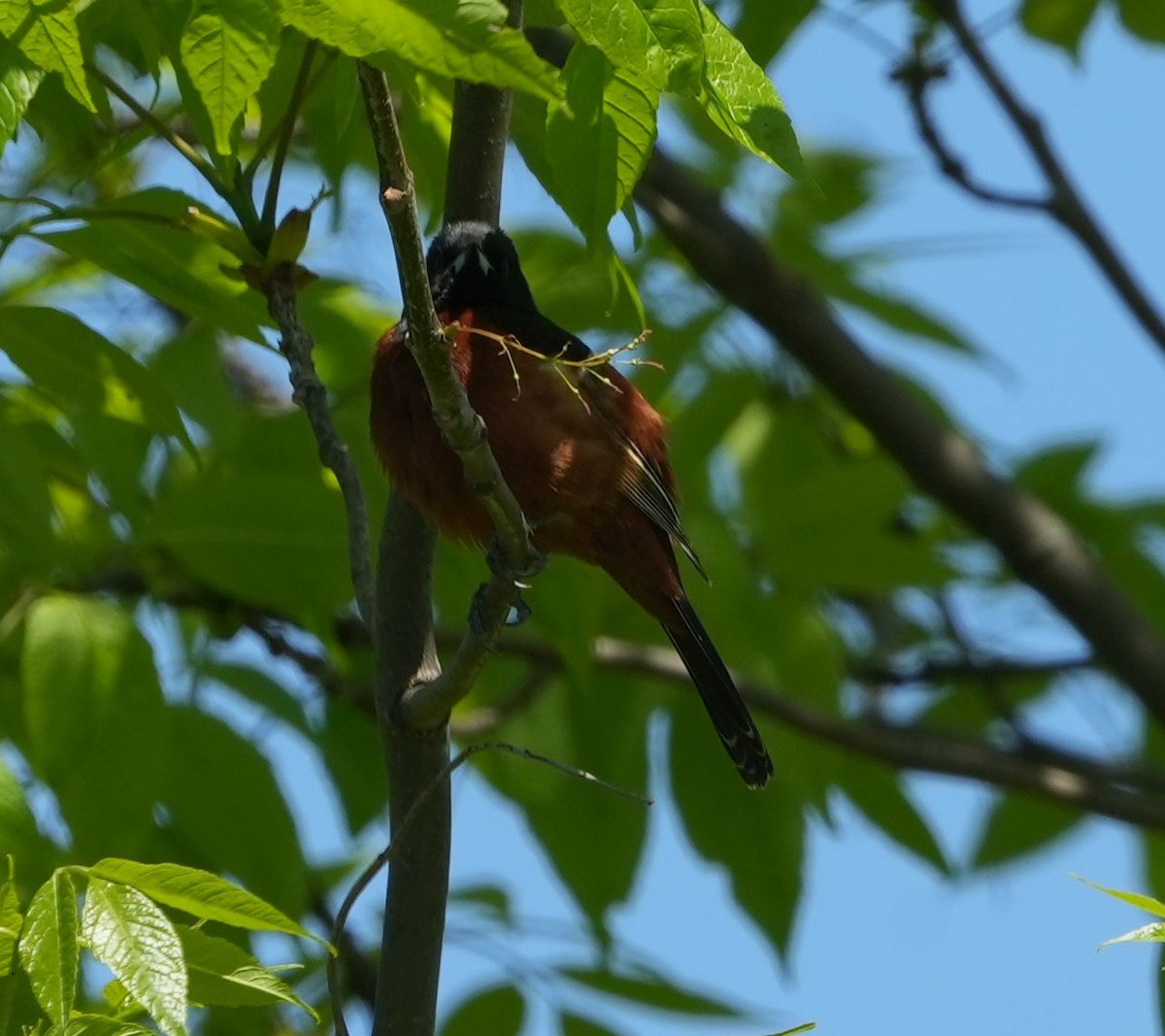 Orchard Oriole - ML619310561