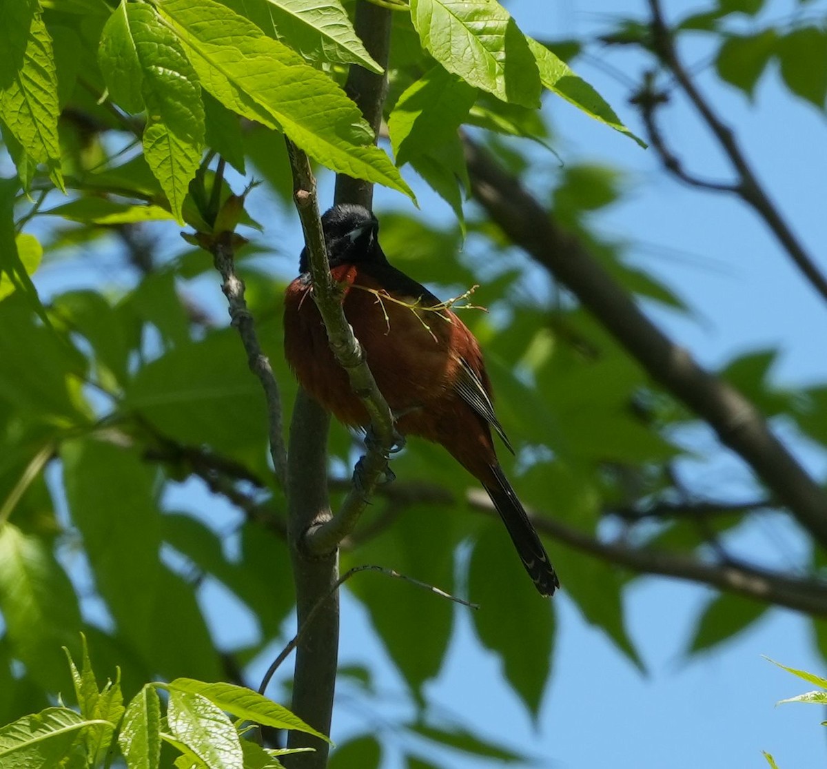 Orchard Oriole - ML619310562