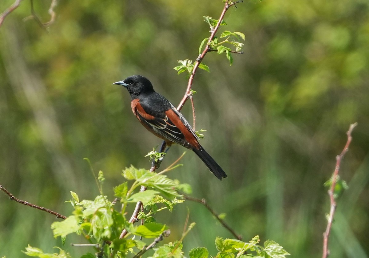 Orchard Oriole - ML619310563