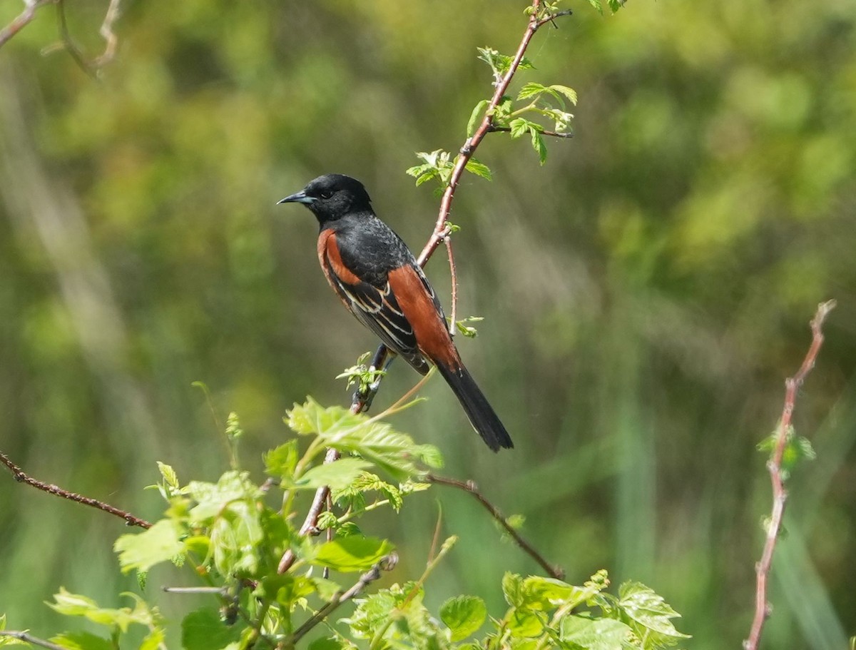 Orchard Oriole - ML619310564