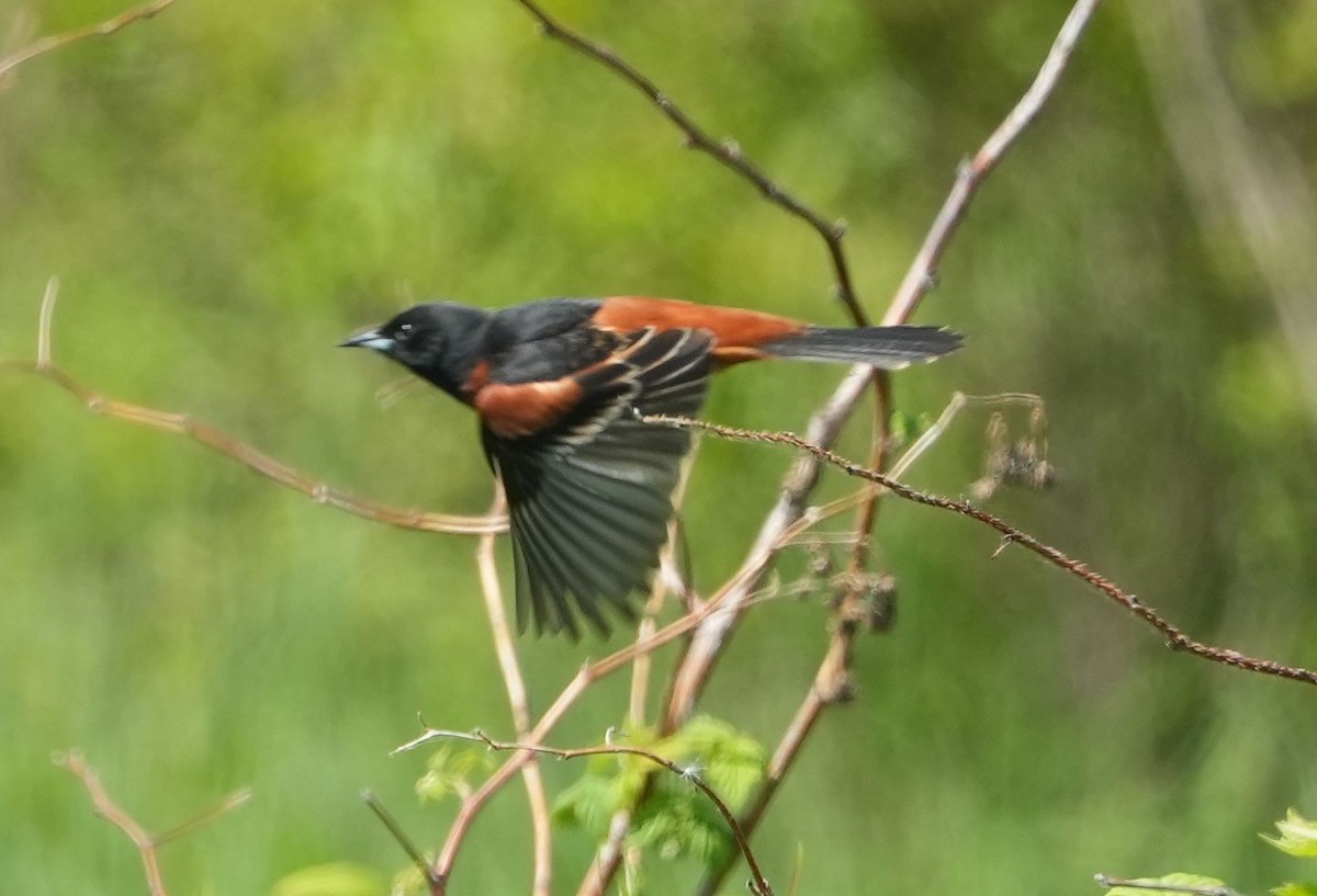 Orchard Oriole - ML619310565