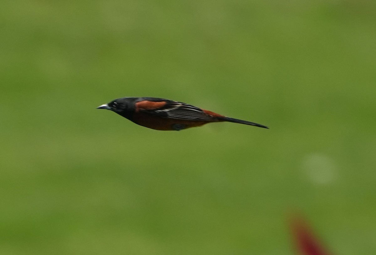 Orchard Oriole - ML619310566