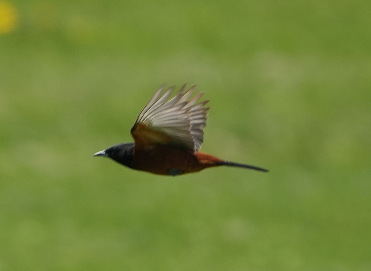 Orchard Oriole - ML619310567