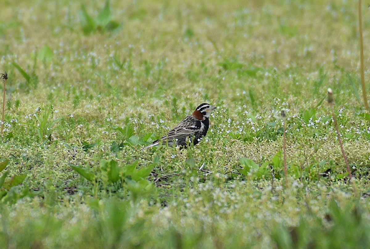 Chestnut-collared Longspur - ML619310572