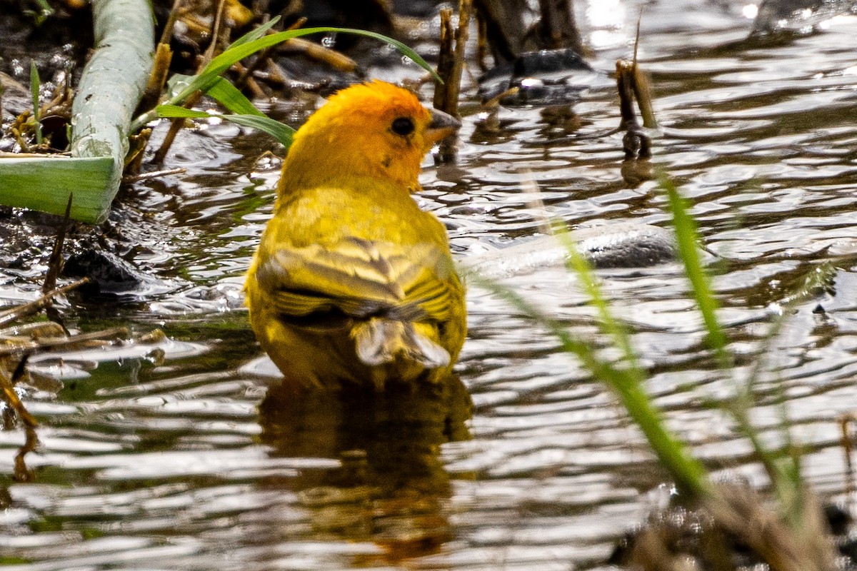 Saffron Finch - Michael Cook