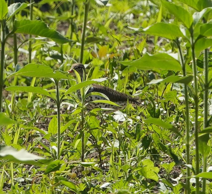 Spotted Sandpiper - ML619310584