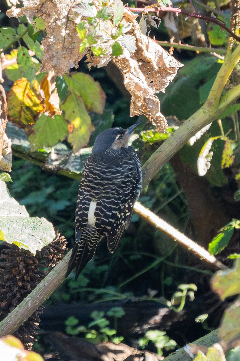 Chilean Flicker - ML619310585