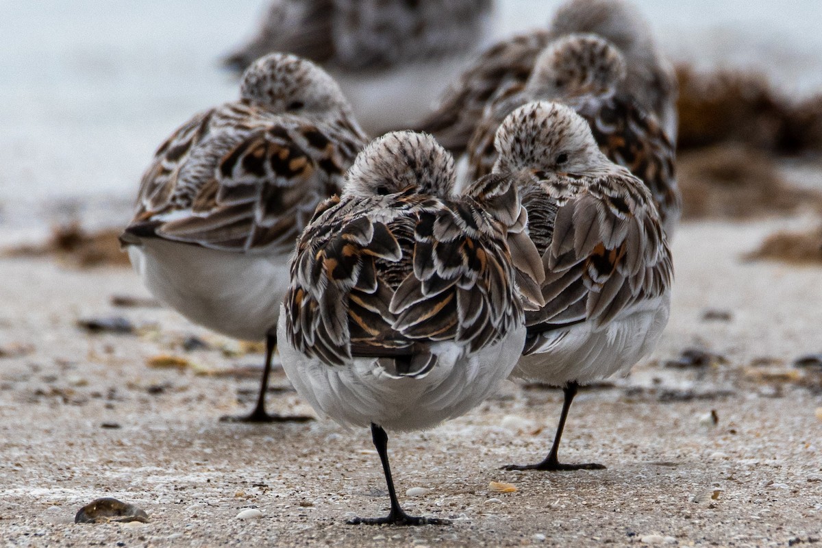 Sanderling - Mark Wilson