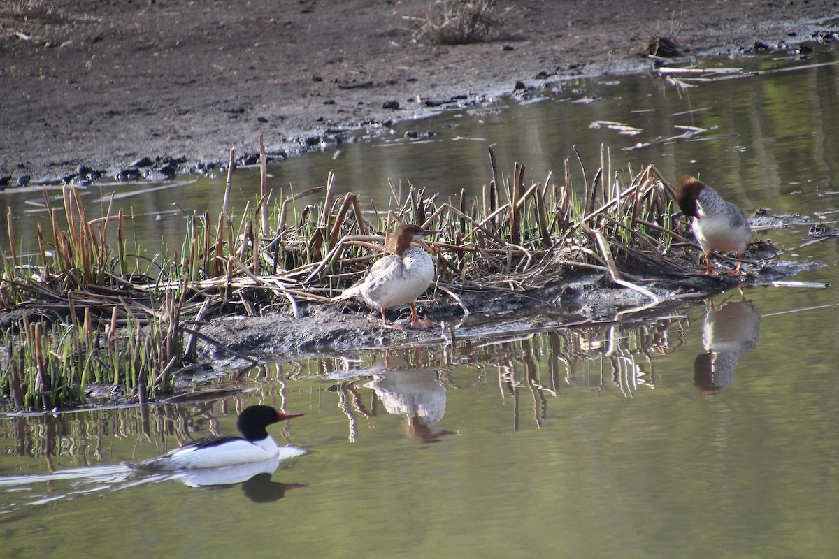 Common Merganser - Elaine Cassidy