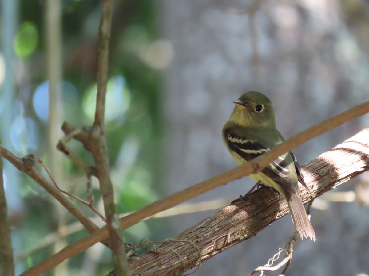 Yellow-bellied Flycatcher - David Wolf