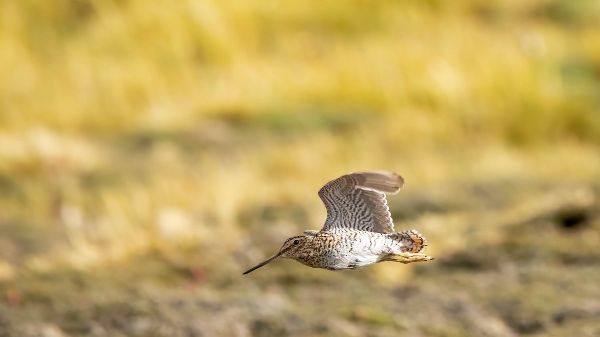 Puna Snipe - ML619310601