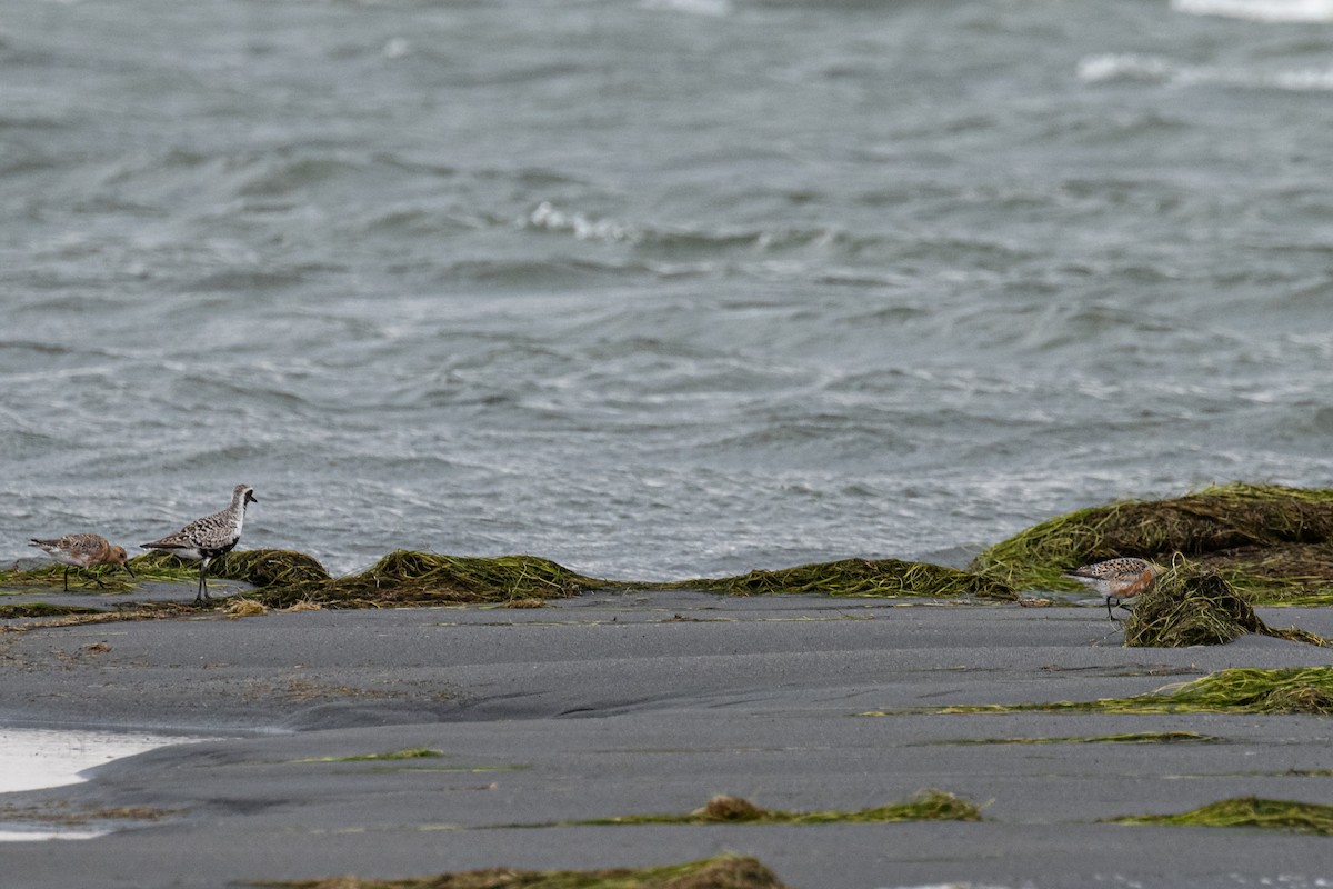 Red Knot - ML619310608