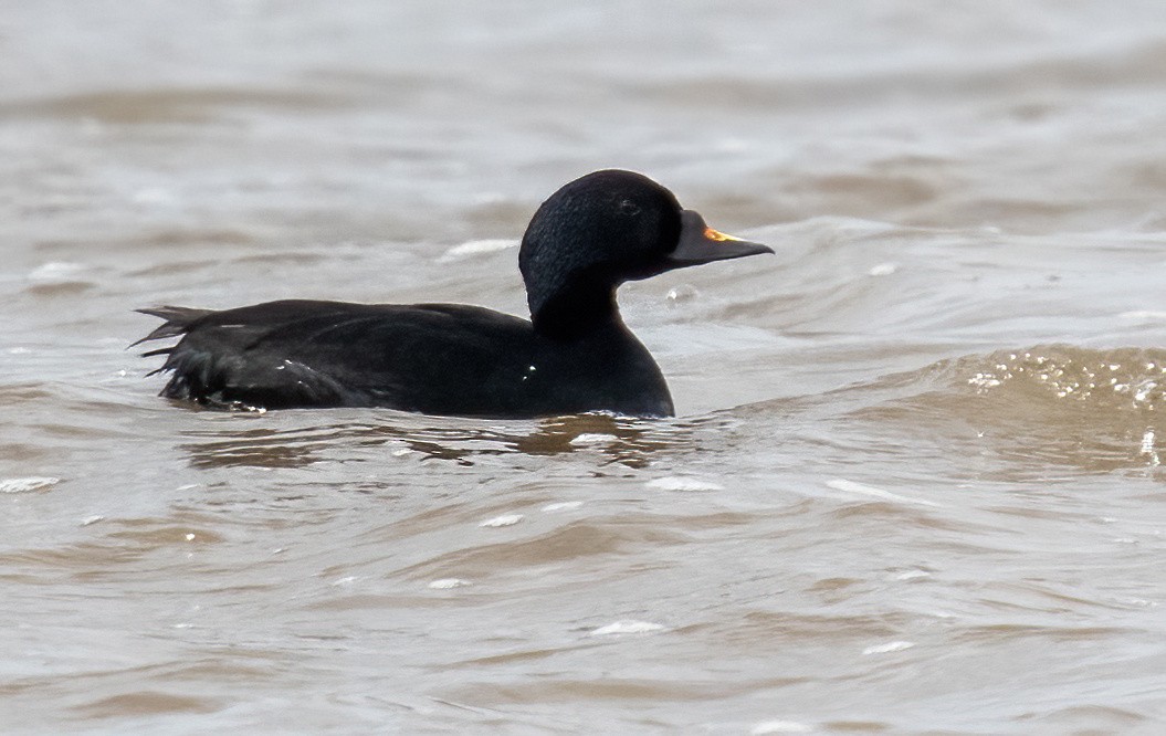 Common Scoter - Neil Eccleston