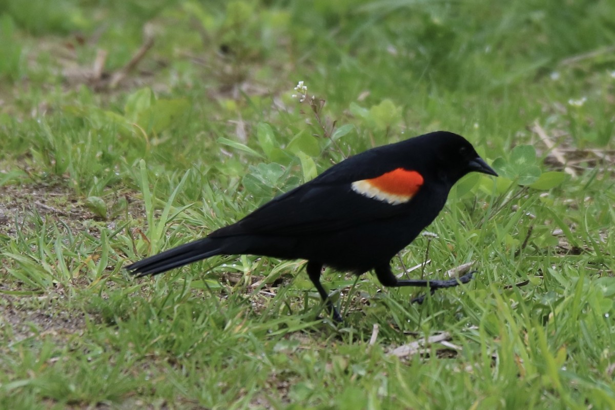 Red-winged Blackbird - Kelly Krechmer