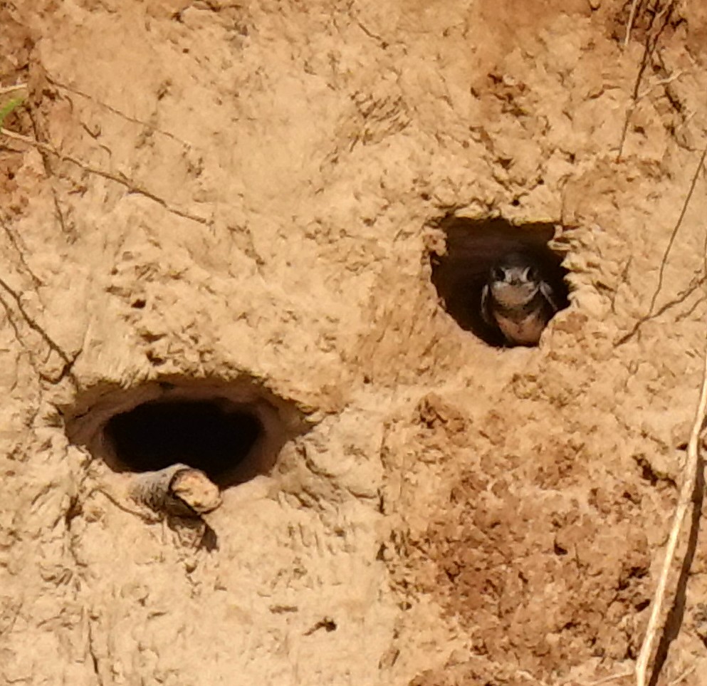 Bank Swallow - ML619310645