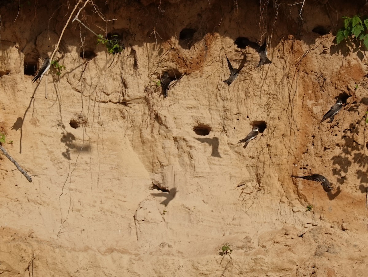 Bank Swallow - ML619310656