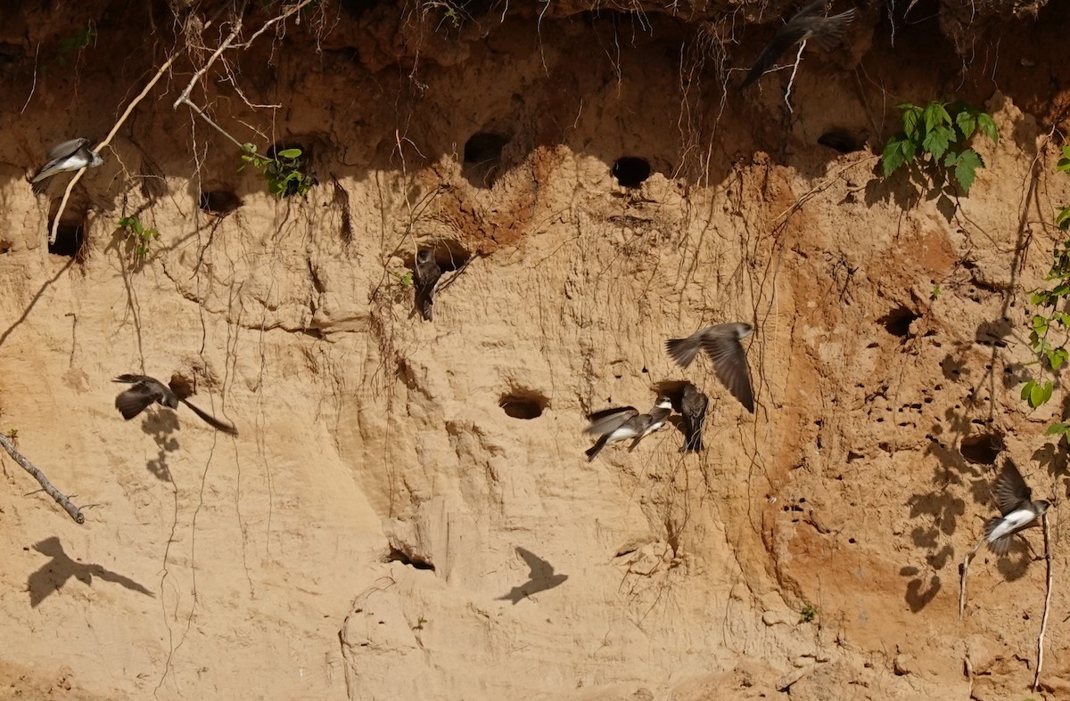 Bank Swallow - ML619310657