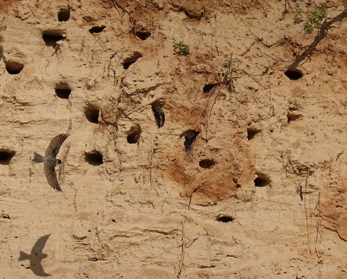 Bank Swallow - ML619310659
