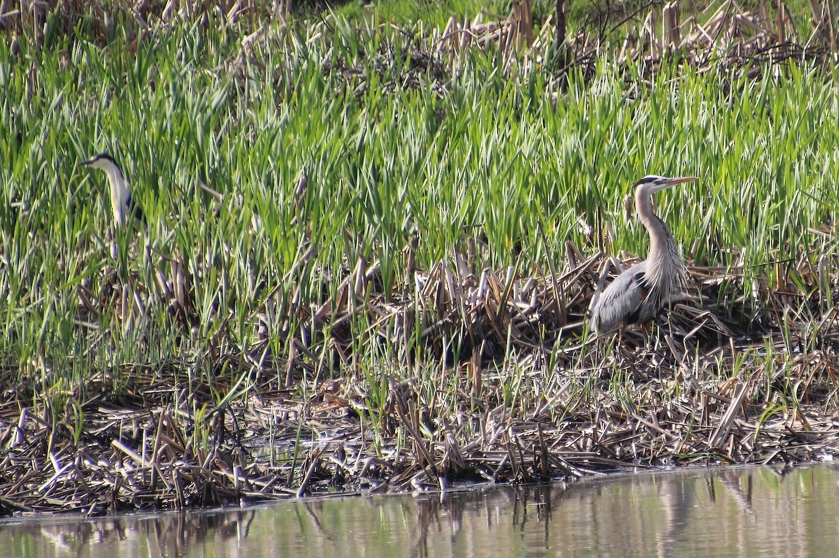 Great Blue Heron - Elaine Cassidy