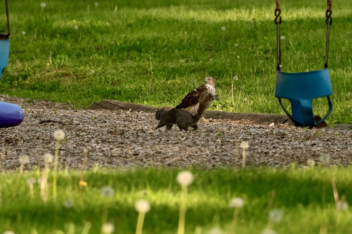 Cooper's Hawk - Bill Massaro