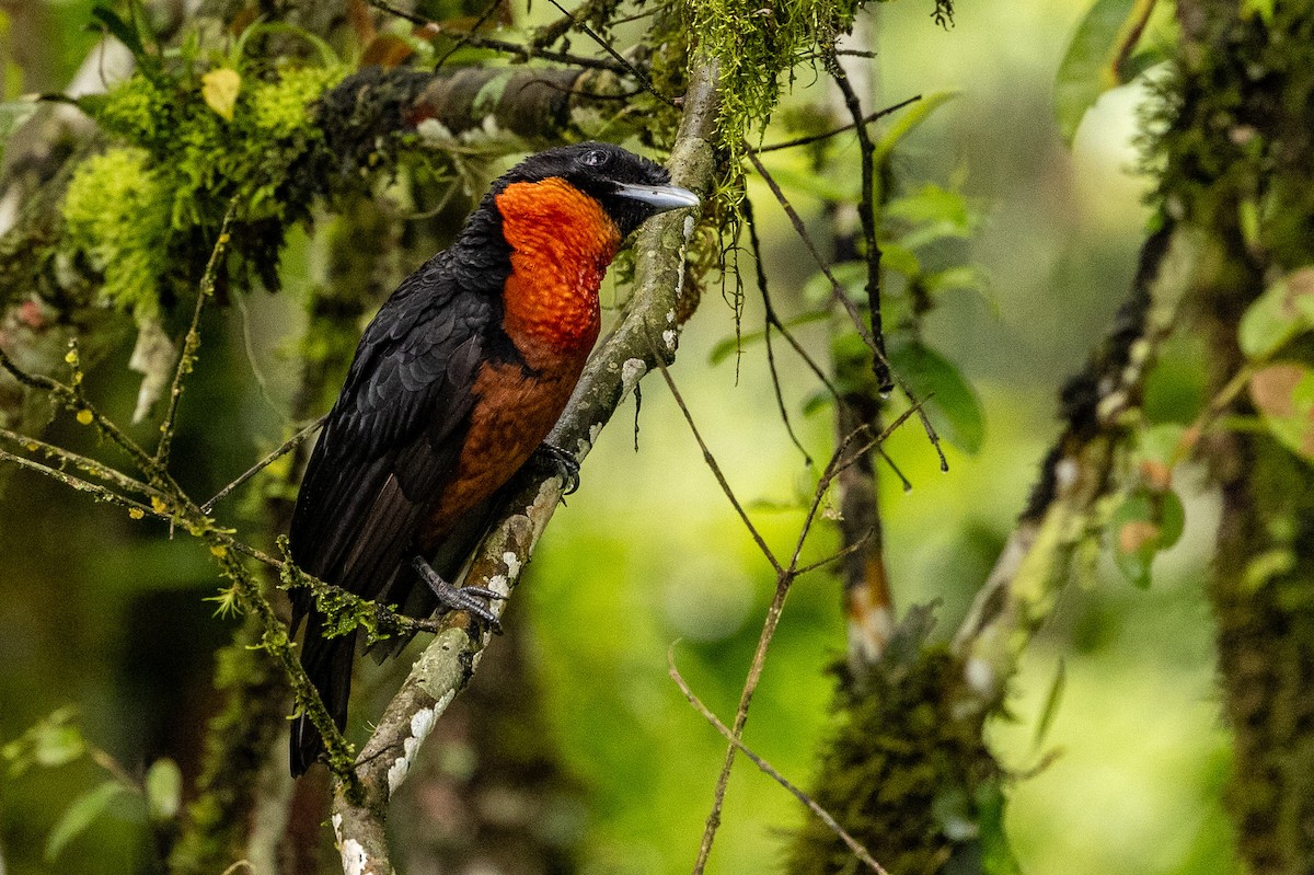 Red-ruffed Fruitcrow - Michael Cook