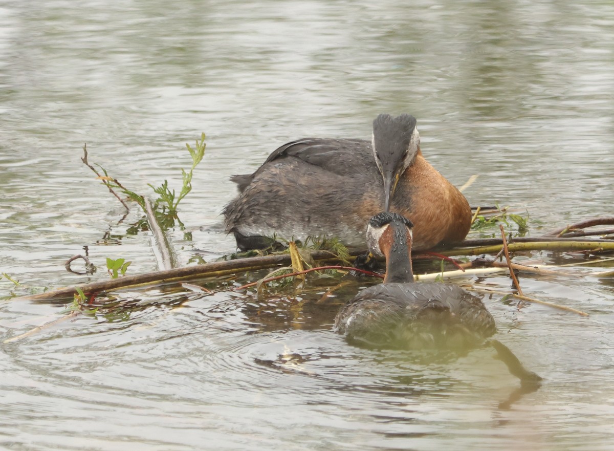 Red-necked Grebe - Graham Dudley