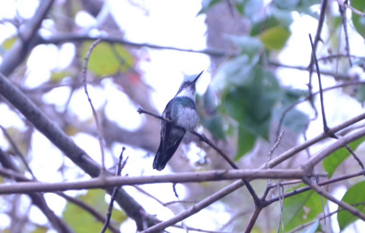 White-throated Hummingbird - Sabrina Rendon