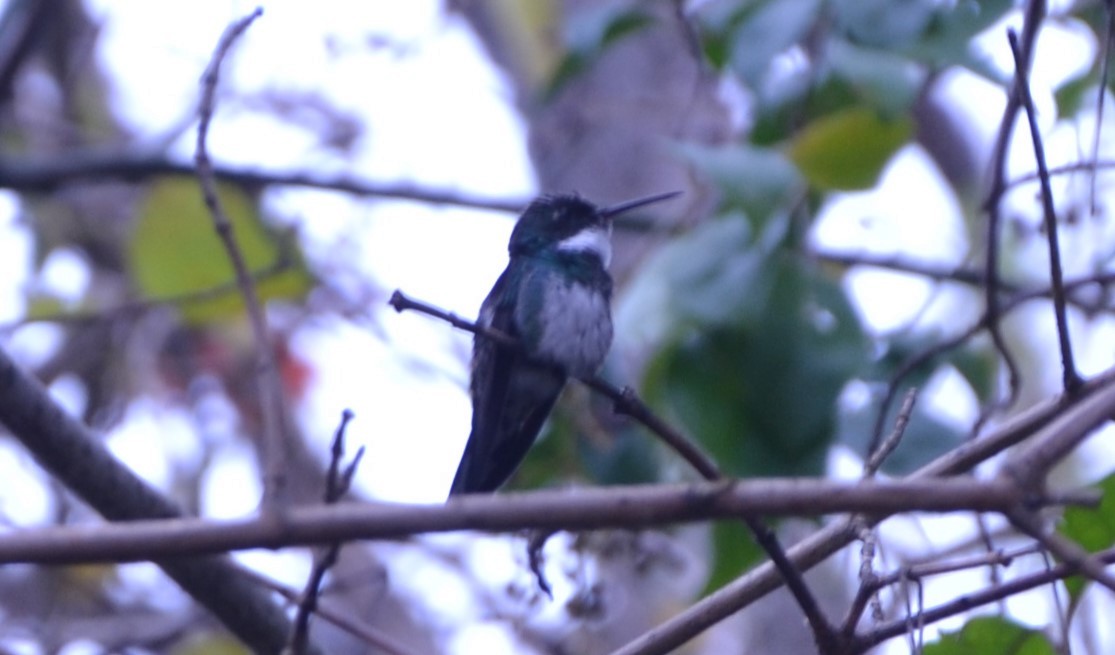 White-throated Hummingbird - Sabrina Rendon