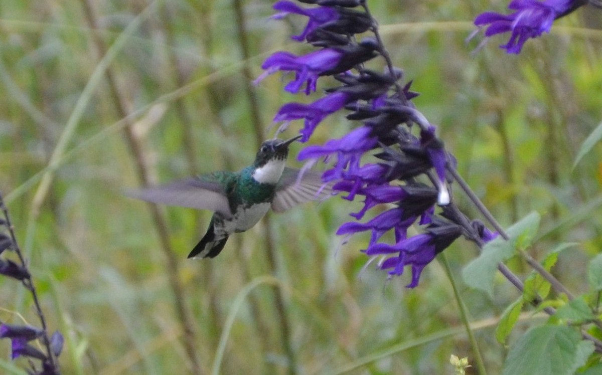 White-throated Hummingbird - Sabrina Rendon