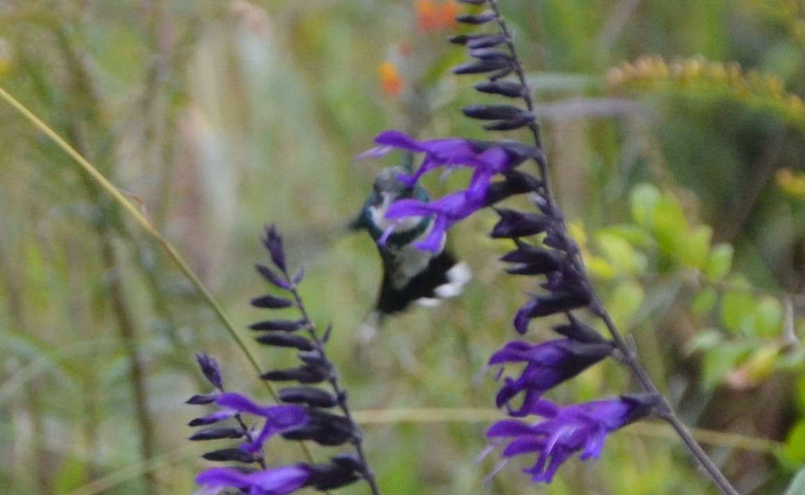 White-throated Hummingbird - Sabrina Rendon