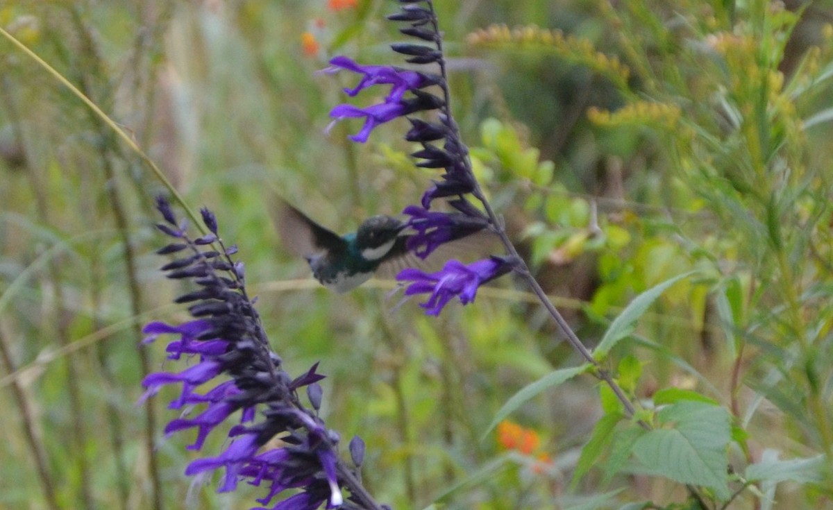 White-throated Hummingbird - Sabrina Rendon