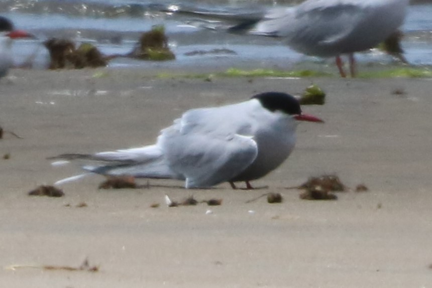 Arctic Tern - ML619310708