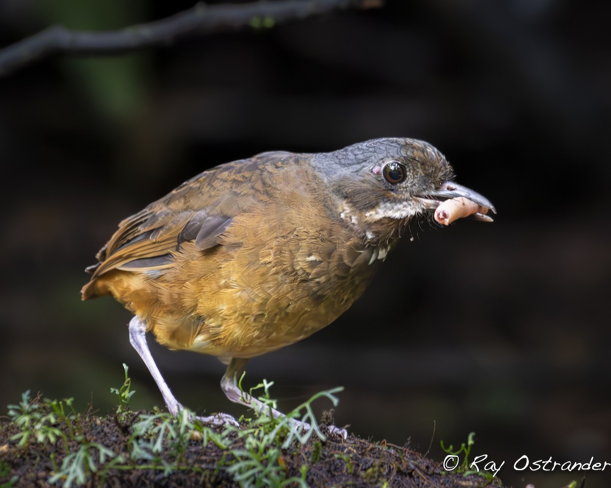 Moustached Antpitta - Ray Ostrander