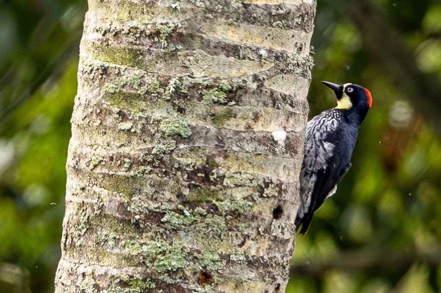 Acorn Woodpecker - Michael Cook